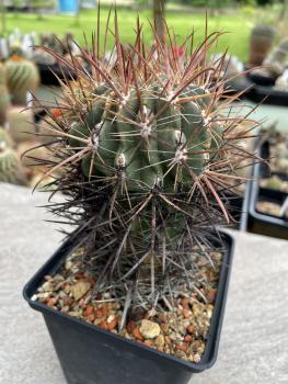 Ferocactus fordii